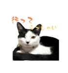 茶とみからあなたへ8（個別スタンプ：1）