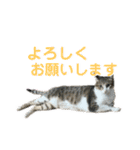 ゆずぽんDXスタンプ（個別スタンプ：5）