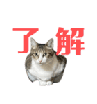 ゆずぽんDXスタンプ（個別スタンプ：7）