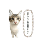 ゆずぽんDXスタンプ（個別スタンプ：10）