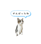 ゆずぽんDXスタンプ（個別スタンプ：12）