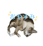 ゆずぽんDXスタンプ（個別スタンプ：14）
