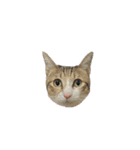 ゆずぽんDXスタンプ（個別スタンプ：31）