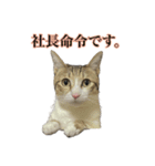 ゆずぽんスタンプ1st（個別スタンプ：1）