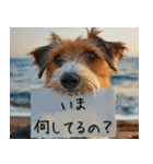 犬からの手紙⭐️（個別スタンプ：11）