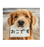 犬からの手紙⭐️（個別スタンプ：13）