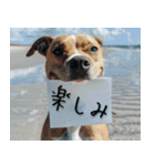 犬からの手紙⭐️（個別スタンプ：16）