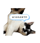 おつかれさまおまめ（個別スタンプ：2）