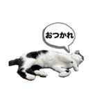 おつかれさまおまめ（個別スタンプ：10）