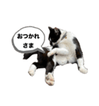 おつかれさまおまめ（個別スタンプ：11）
