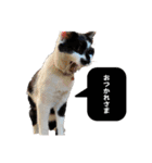 おつかれさまおまめ（個別スタンプ：19）