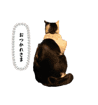 おつかれさまおまめ（個別スタンプ：20）