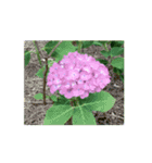 紫陽花（文字無し）hydrangea 2（個別スタンプ：1）