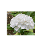 紫陽花（文字無し）hydrangea 2（個別スタンプ：2）