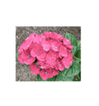 紫陽花（文字無し）hydrangea 2（個別スタンプ：3）