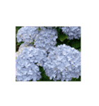 紫陽花（文字無し）hydrangea 2（個別スタンプ：4）