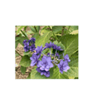 紫陽花（文字無し）hydrangea 2（個別スタンプ：5）