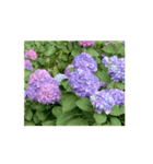 紫陽花（文字無し）hydrangea 2（個別スタンプ：6）