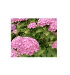 紫陽花（文字無し）hydrangea 2（個別スタンプ：7）