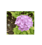 紫陽花（文字無し）hydrangea 2（個別スタンプ：8）