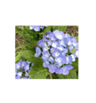 紫陽花（文字無し）hydrangea 2（個別スタンプ：9）