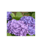 紫陽花（文字無し）hydrangea 2（個別スタンプ：10）