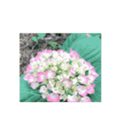 紫陽花（文字無し）hydrangea 2（個別スタンプ：11）