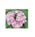 紫陽花（文字無し）hydrangea 2（個別スタンプ：12）