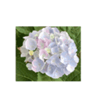 紫陽花（文字無し）hydrangea 2（個別スタンプ：13）