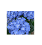 紫陽花（文字無し）hydrangea 2（個別スタンプ：14）