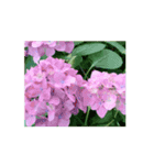 紫陽花（文字無し）hydrangea 2（個別スタンプ：15）