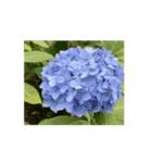 紫陽花（文字無し）hydrangea 2（個別スタンプ：16）