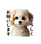 ミックス犬のマルプーのスタンプです。（個別スタンプ：2）