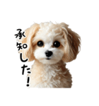 ミックス犬のマルプーのスタンプです。（個別スタンプ：10）