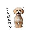 ミックス犬のマルプーのスタンプです。（個別スタンプ：12）