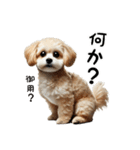 ミックス犬のマルプーのスタンプです。（個別スタンプ：14）