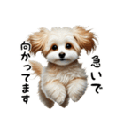 ミックス犬のマルプーのスタンプです。（個別スタンプ：26）