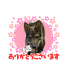 犬の大（個別スタンプ：1）