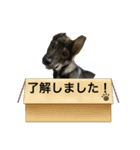 犬の大（個別スタンプ：3）