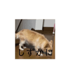 知能が低めの犬たち（個別スタンプ：2）