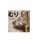 知能が低めの犬たち（個別スタンプ：7）