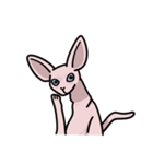 毛のない猫スフィンクス（個別スタンプ：3）