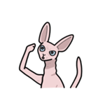 毛のない猫スフィンクス（個別スタンプ：5）