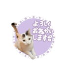 うち3びきのねこ（個別スタンプ：1）