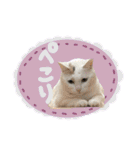 うち3びきのねこ（個別スタンプ：5）