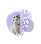 うち3びきのねこ（個別スタンプ：16）