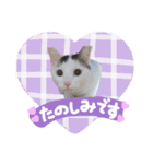 うち3びきのねこ（個別スタンプ：19）