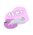 うち3びきのねこ（個別スタンプ：20）