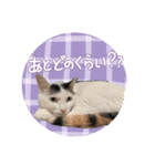 うち3びきのねこ（個別スタンプ：22）