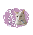 うち3びきのねこ（個別スタンプ：23）